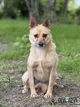 TORRY, Hund, Mischlingshund in Slowakische Republik - Bild 27