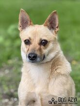 TORRY, Hund, Mischlingshund in Slowakische Republik - Bild 28