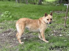 TORRY, Hund, Mischlingshund in Slowakische Republik - Bild 29