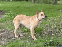 TORRY, Hund, Mischlingshund in Slowakische Republik - Bild 30