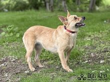 TORRY, Hund, Mischlingshund in Slowakische Republik - Bild 31