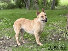 TORRY, Hund, Mischlingshund in Slowakische Republik - Bild 32