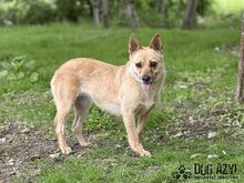 TORRY, Hund, Mischlingshund in Slowakische Republik - Bild 33