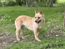 TORRY, Hund, Mischlingshund in Slowakische Republik - Bild 34