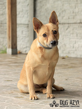 TORRY, Hund, Mischlingshund in Slowakische Republik - Bild 4