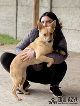 TORRY, Hund, Mischlingshund in Slowakische Republik - Bild 9