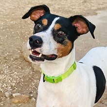 TANGO, Hund, Bodeguero Andaluz in Spanien - Bild 1