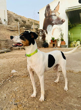 TANGO, Hund, Bodeguero Andaluz in Spanien - Bild 10