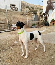 TANGO, Hund, Bodeguero Andaluz in Spanien - Bild 11