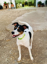 TANGO, Hund, Bodeguero Andaluz in Spanien - Bild 4