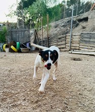 TANGO, Hund, Bodeguero Andaluz in Spanien - Bild 7