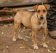 MINI, Hund, Mischlingshund in Ungarn - Bild 2