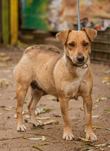 MINI, Hund, Mischlingshund in Ungarn - Bild 3