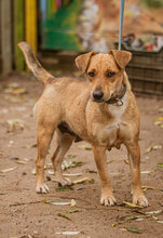 MINI, Hund, Mischlingshund in Ungarn - Bild 4