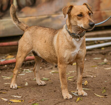 MINI, Hund, Mischlingshund in Ungarn - Bild 5