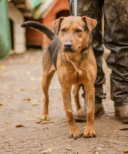 STOPLI, Hund, Mischlingshund in Ungarn - Bild 1