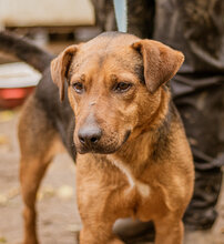 STOPLI, Hund, Mischlingshund in Ungarn - Bild 2