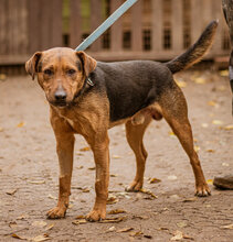 STOPLI, Hund, Mischlingshund in Ungarn - Bild 3