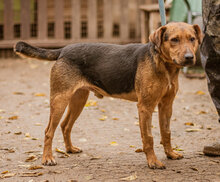 STOPLI, Hund, Mischlingshund in Ungarn - Bild 4