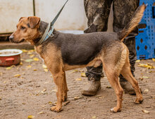 STOPLI, Hund, Mischlingshund in Ungarn - Bild 5