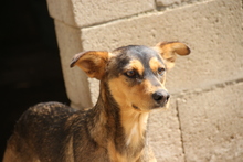 MAGNUS, Hund, Mischlingshund in Spanien - Bild 1