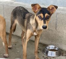 MAGNUS, Hund, Mischlingshund in Spanien - Bild 2