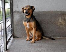 ARKADIA, Hund, Mischlingshund in Italien - Bild 14