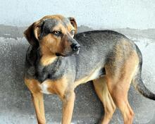 ARKADIA, Hund, Mischlingshund in Italien - Bild 16