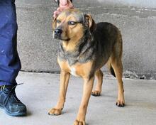 ARKADIA, Hund, Mischlingshund in Italien - Bild 17