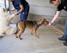 ARKADIA, Hund, Mischlingshund in Italien - Bild 19