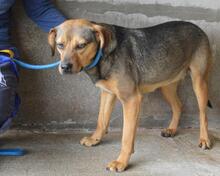 ARKADIA, Hund, Mischlingshund in Italien - Bild 20