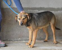 ARKADIA, Hund, Mischlingshund in Italien - Bild 21