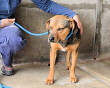 ARKADIA, Hund, Mischlingshund in Italien - Bild 23