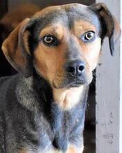 ARKADIA, Hund, Mischlingshund in Italien - Bild 24