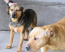 ARKADIA, Hund, Mischlingshund in Italien - Bild 26