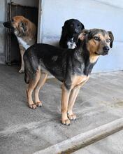 ARKADIA, Hund, Mischlingshund in Italien - Bild 27