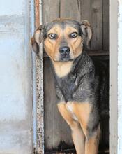 ARKADIA, Hund, Mischlingshund in Italien - Bild 28