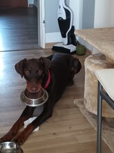 TESSA, Hund, Dobermann in Ehringshausen - Bild 1