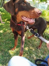 TESSA, Hund, Dobermann in Ehringshausen - Bild 2