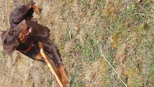 TESSA, Hund, Dobermann in Ehringshausen - Bild 3