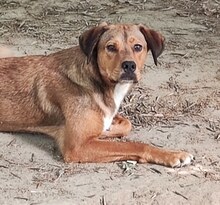 CHARLIE, Hund, Mischlingshund in Griechenland - Bild 10