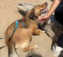 CHARLIE, Hund, Mischlingshund in Griechenland - Bild 13