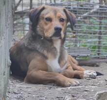 CHARLIE, Hund, Mischlingshund in Griechenland - Bild 16