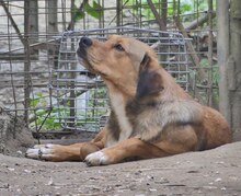 CHARLIE, Hund, Mischlingshund in Griechenland - Bild 17