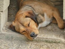 CHARLIE, Hund, Mischlingshund in Griechenland - Bild 19