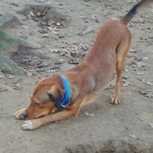 CHARLIE, Hund, Mischlingshund in Griechenland - Bild 29