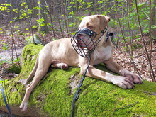 BRONX, Hund, American Staffordshire Terrier-Mix in Hamburg - Bild 10