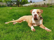 BRONX, Hund, American Staffordshire Terrier-Mix in Hamburg - Bild 2