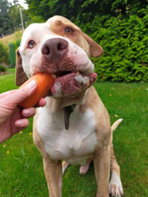 BRONX, Hund, American Staffordshire Terrier-Mix in Hamburg - Bild 3