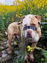 BRONX, Hund, American Staffordshire Terrier-Mix in Hamburg - Bild 8